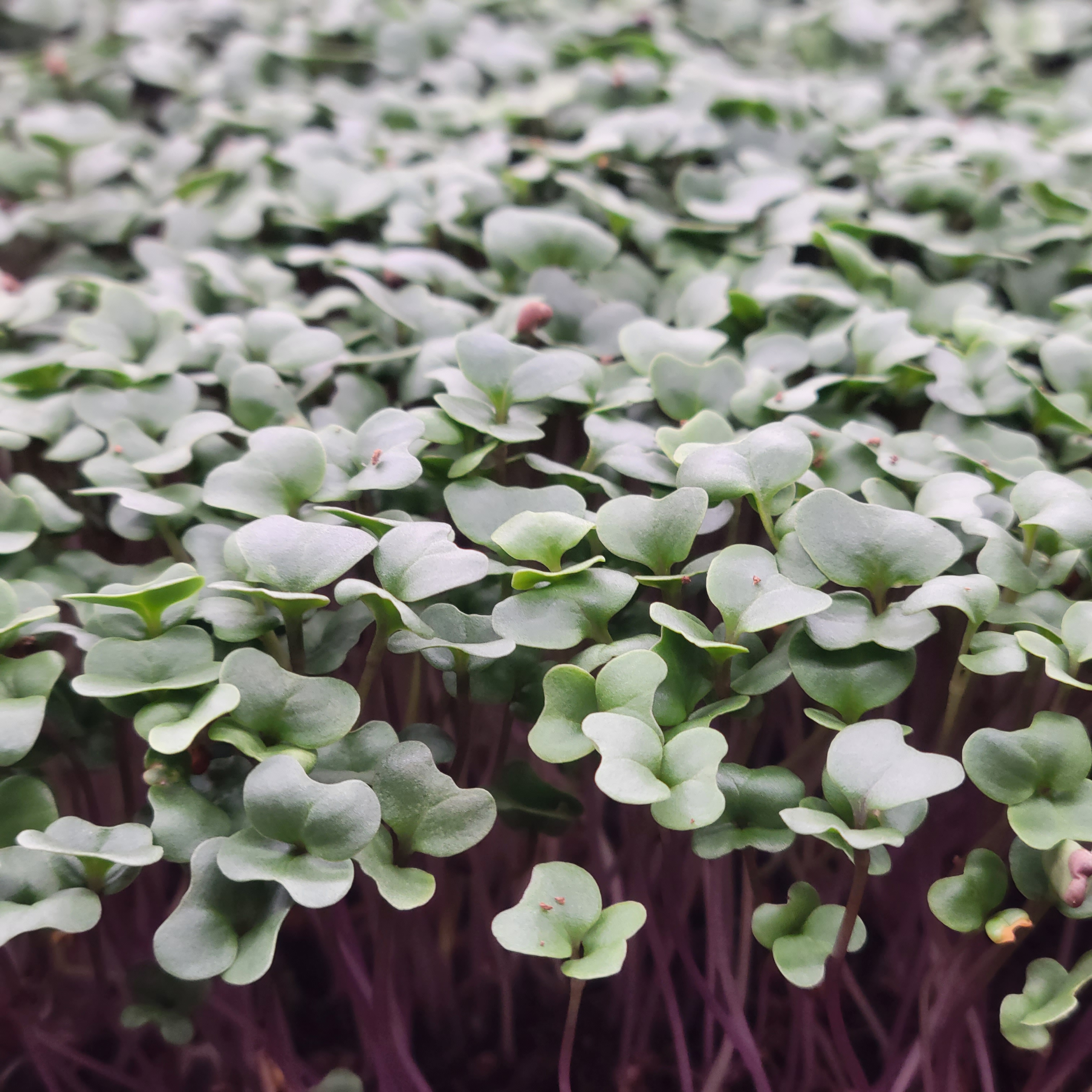 Heavy metals contained in everyday water and the effects on produce