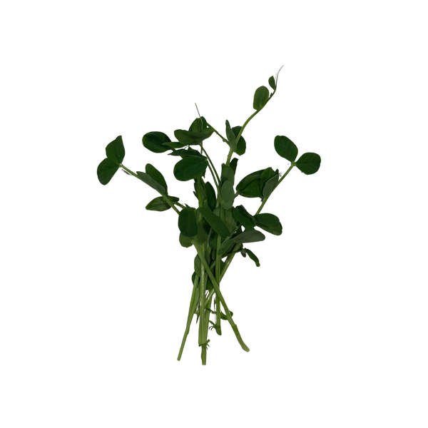Pea Shoots, photo 1