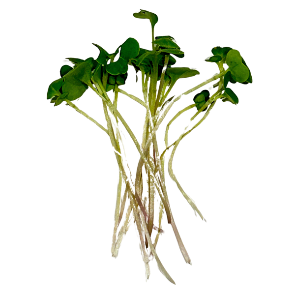 Broccoli Microgreens, photo 1