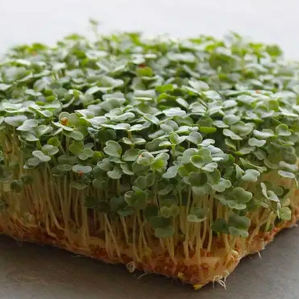 Arugula (2oz), photo 1