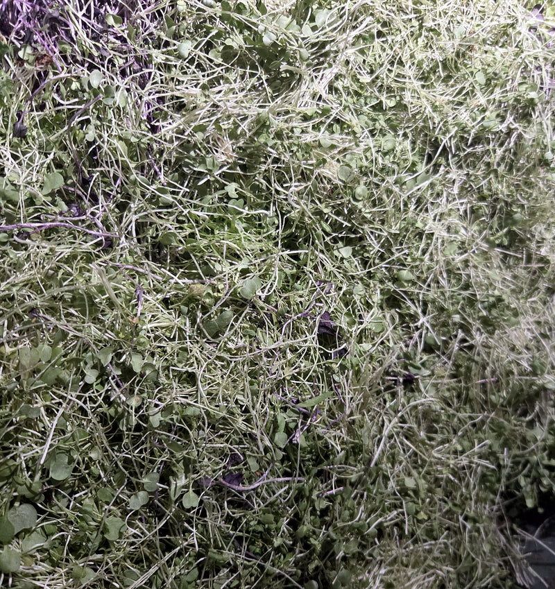 A bin overflowing with just-harvested microgreens, tender stems and small green leaves