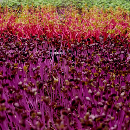 6-Pack Greens Variety, photo 1