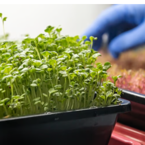 Build your own Microgreens Kit w/ Premium seeds (Cilantro and Swiss Chard)