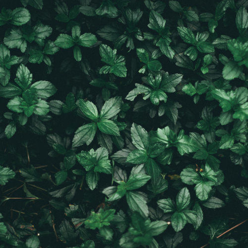 The Power of Hydroponically Grown Microgreens in Eliminating Heavy Metals