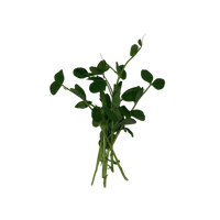 Bunch of pea shoots on a black background
