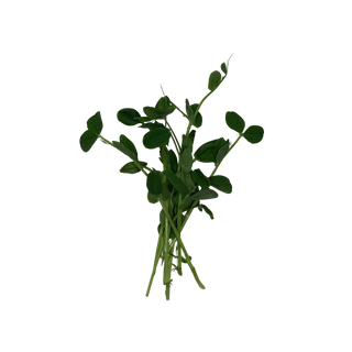 Pea Shoots
