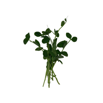 Pea Shoots, 2 oz clamshell