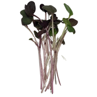 Bunch of purple-stemmed radish microgreens on a black background