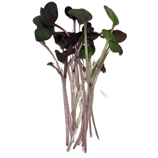 Radish