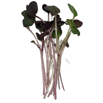Radish Microgreens, 2 oz clamshell