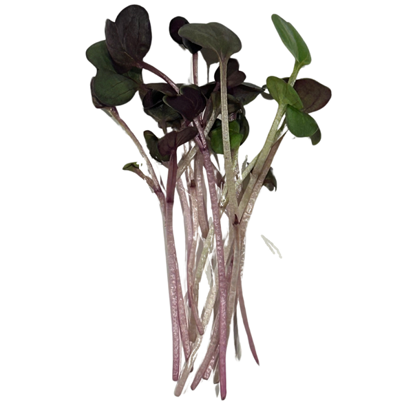 Radish Microgreens, photo 1