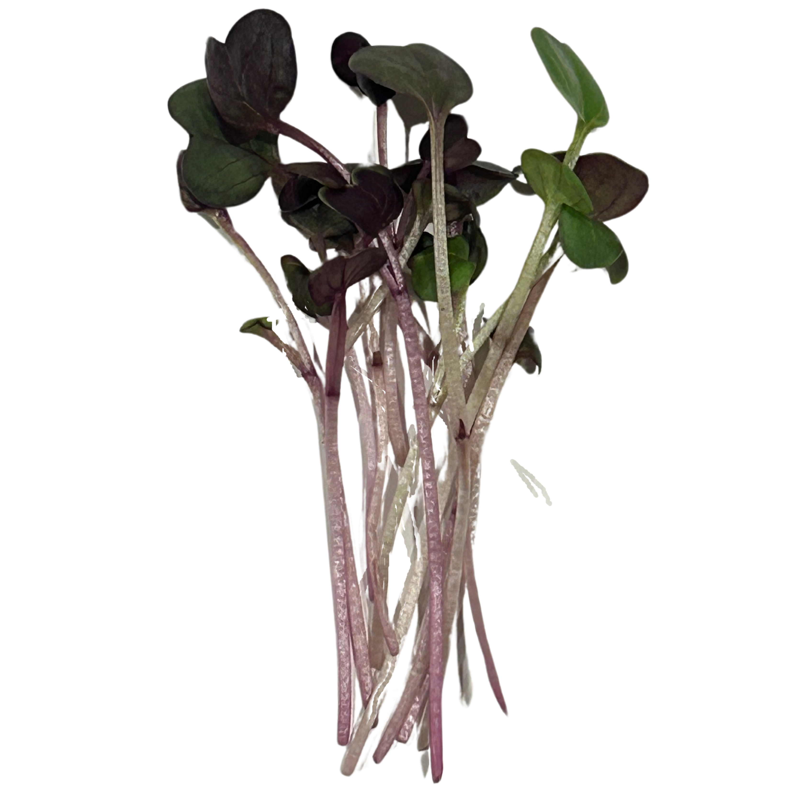 Radish (2oz)
