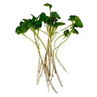 Small bunch of broccoli microgreens on a black background