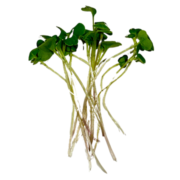 Broccoli Microgreens, 2 oz clamshell
