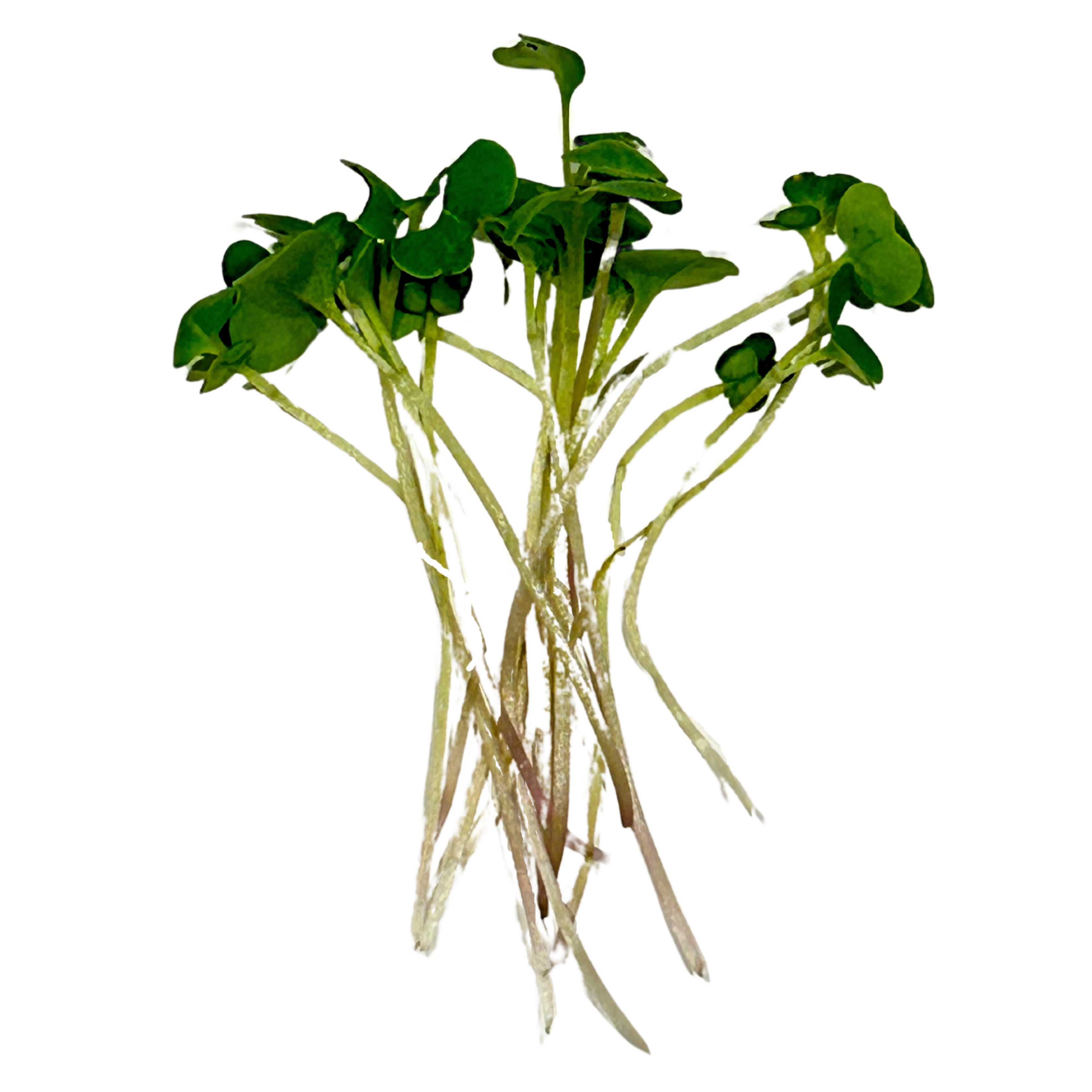Broccoli (2oz)