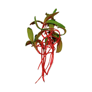 Swiss Chard