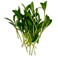 BCK Ranch radish microgreens info card: peppery and crunchy