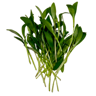 Cilantro