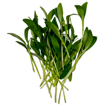 Cilantro Microgreens, 2 oz clamshell