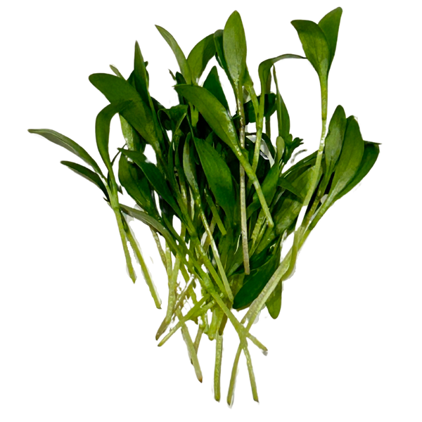 Cilantro Microgreens, photo 1