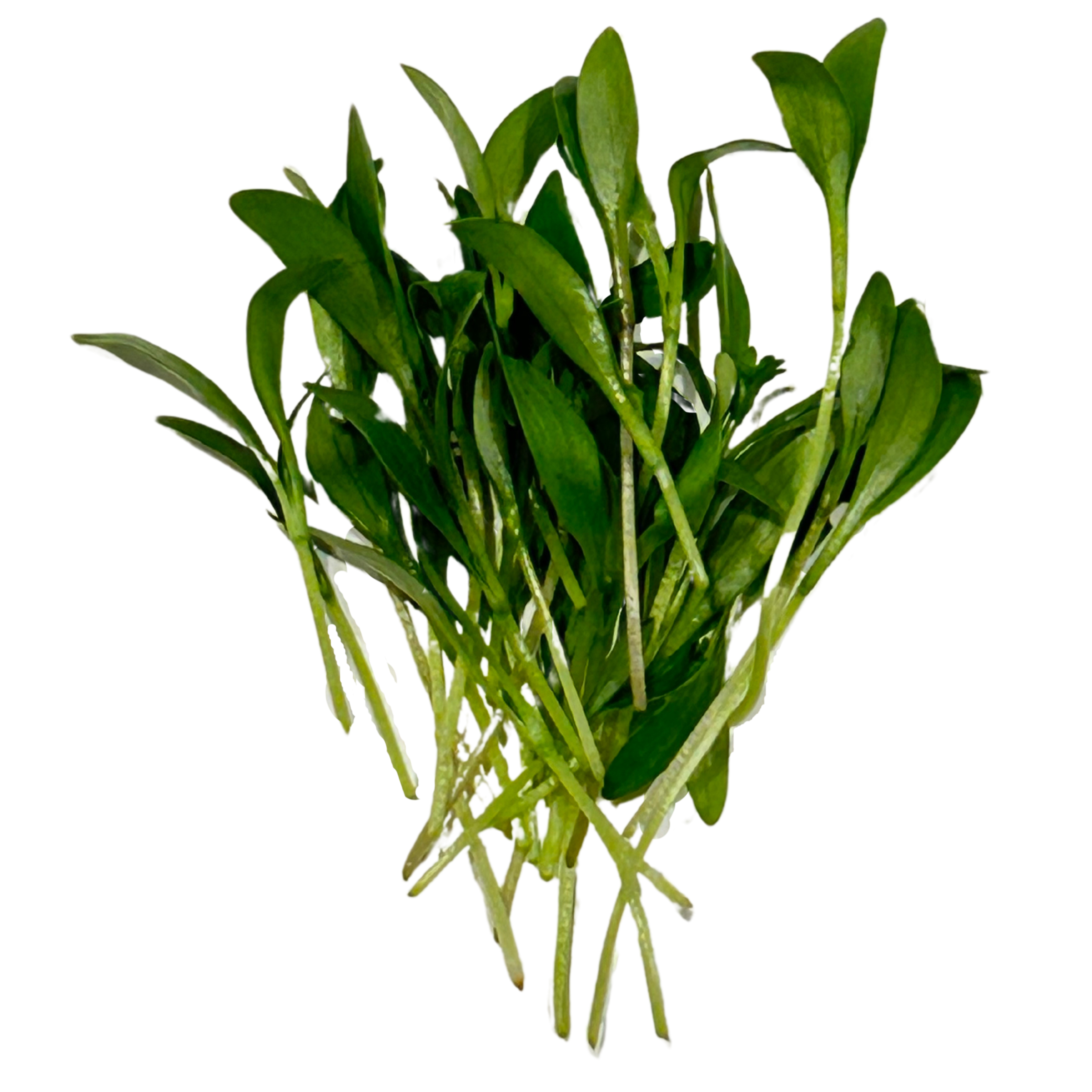 Cilantro (2oz)