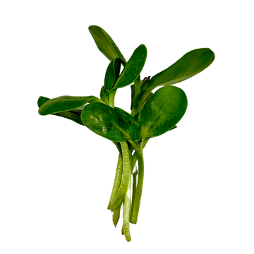 Sunflower Microgreens, 2 oz clamshell