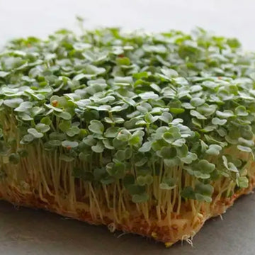 Arugula (2oz), 