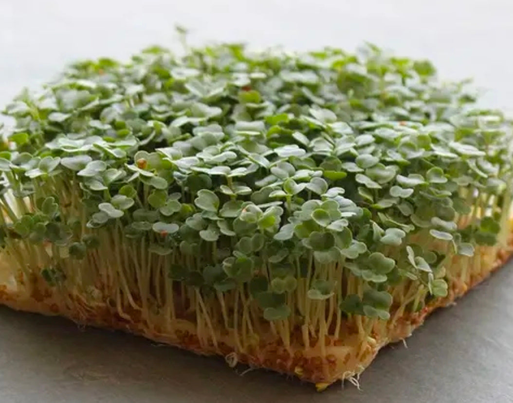 Fresh arugula microgreens grown as a dense mat