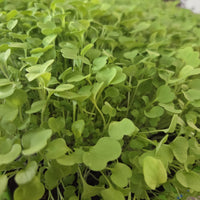 Fresh arugula microgreens growing in a tray at BCK Ranch, Conroe TX