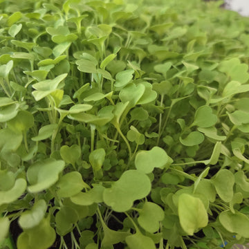 Arugula (2oz), 
