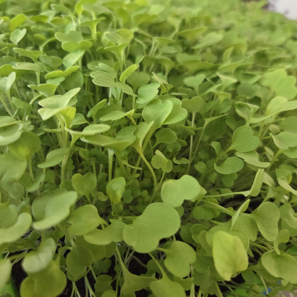 Arugula (2oz), photo 1