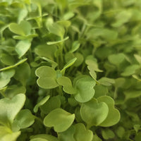 Close-up of fresh arugula microgreen leaves, BCK Ranch
