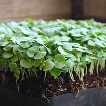 Basil (2oz), 