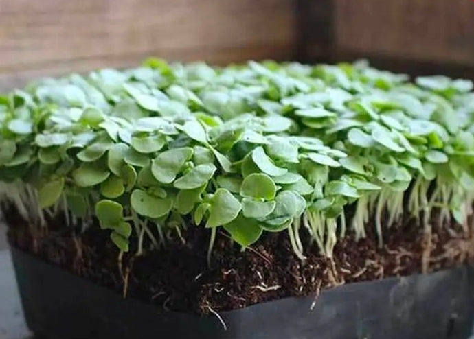 Fresh basil microgreens growing in a tray