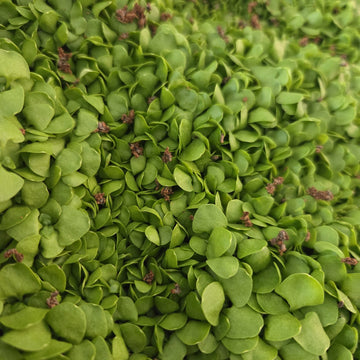 Basil (2oz), 