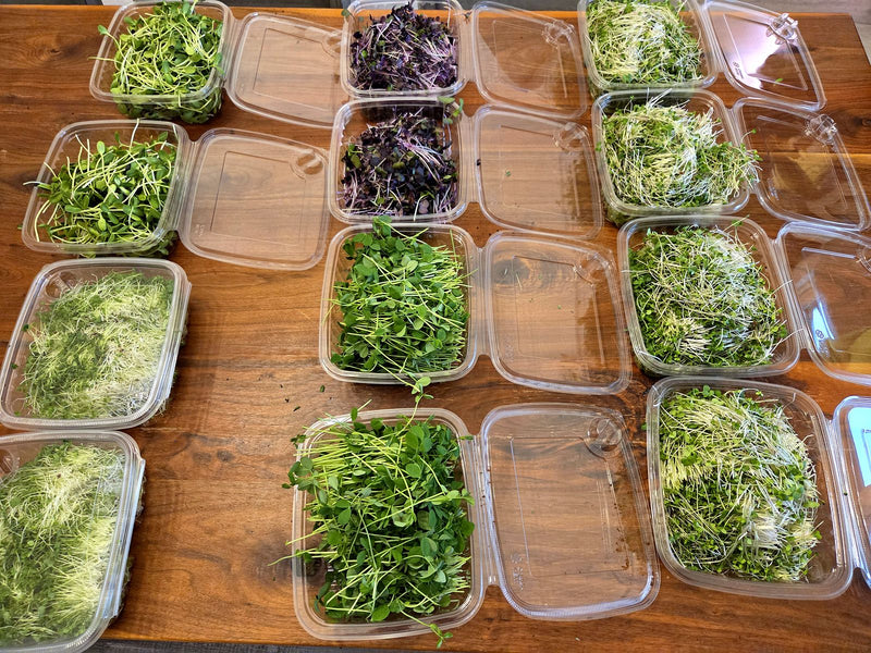 Open clamshells of fresh microgreens lined up on a wooden table: pea shoots, sunflower, purple radish and broccoli