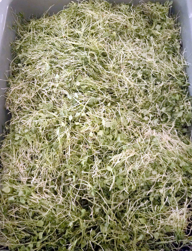 A full bin of freshly harvested microgreens