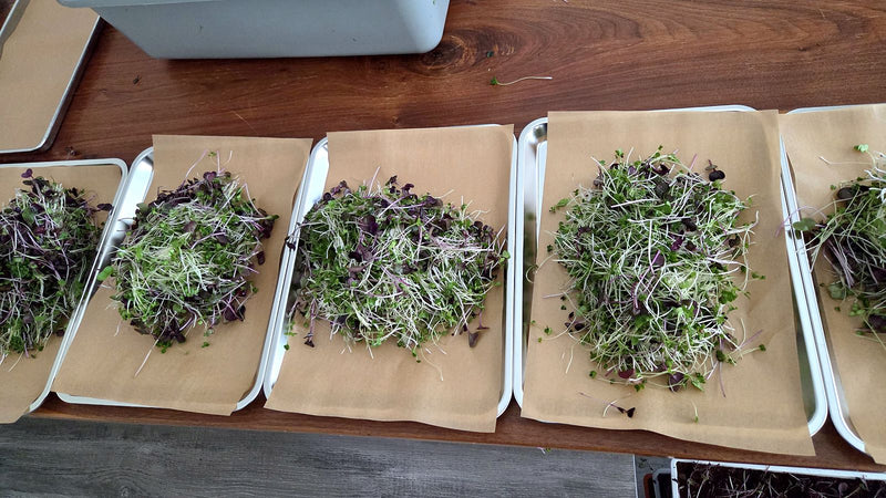 Freshly cut microgreens piled on parchment-lined trays during a Friday harvest, with a bin of cut greens behind