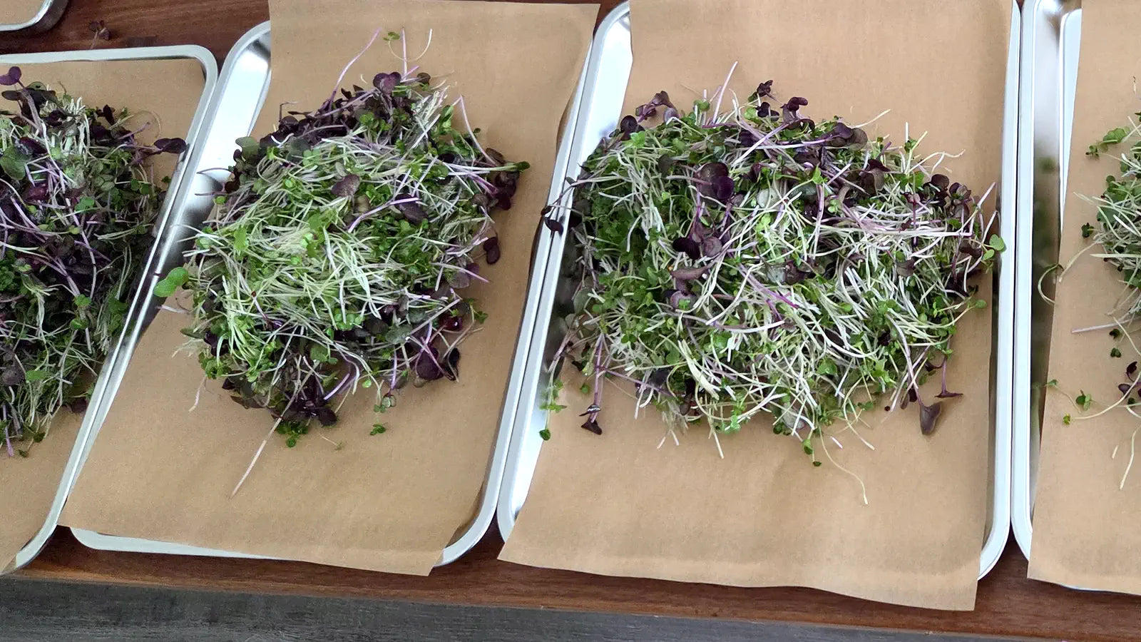 Freshly cut microgreens piled on parchment-lined trays on harvest day at BCK Ranch
