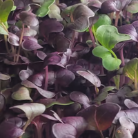 Radish microgreens with purple and green leaves, close-up