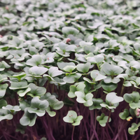Broccoli microgreens growing densely in a tray, close-up
