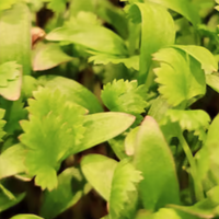 Cilantro microgreens with bright green leaves, close-up