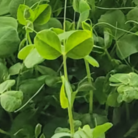 Pea shoots with round leaves and curly tendrils, close-up