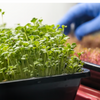 Build your own Microgreens Kit w/ Premium seeds (Cilantro and Swiss Chard)