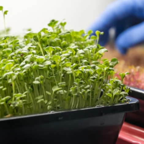 Build-Your-Own Microgreens Kit, photo 1