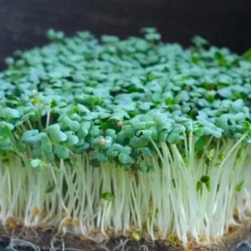 Wasabi (2oz), 