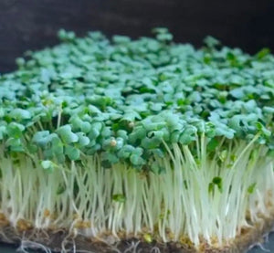 Fresh mustard wasabi microgreens with white stems