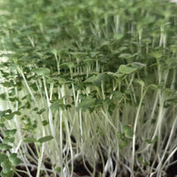 Fresh wasabi microgreens growing in a tray at BCK Ranch, Conroe TX