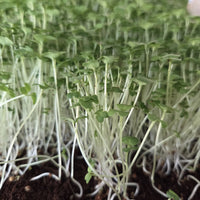 Wasabi microgreen stems and leaves up close, BCK Ranch